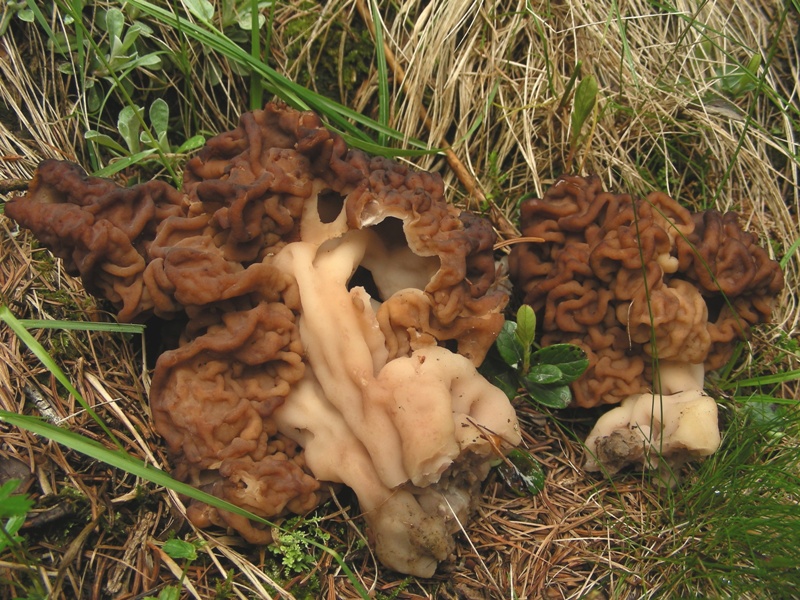 Gyromitra esculenta